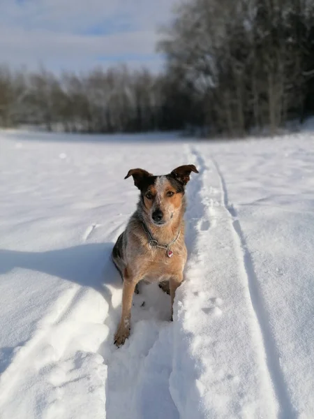 Plan Vertical Adorable Chien Assis Sur Sol Enneigé Sur Fond — Photo