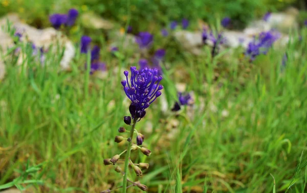 在绿地里的一朵美丽的紫色花的特写镜头 — 图库照片