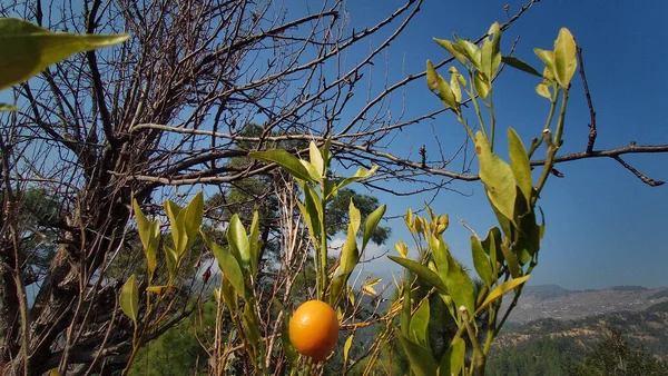 Niski Kąt Strzał Pomarańczowego Drzewa Ostatnią Pomarańczą Pięknym Błękitnym Niebem — Zdjęcie stockowe