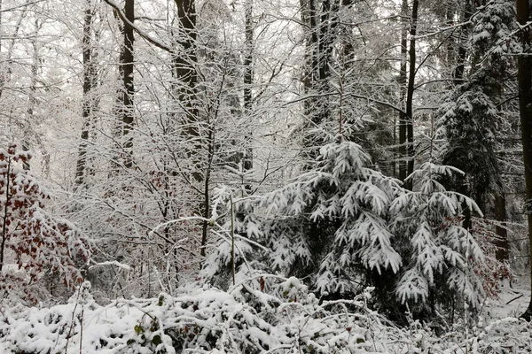 Skogen Vintermorgon — Stockfoto