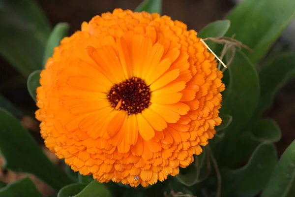 Primer Plano Una Hermosa Flor Caléndula Naranja Sobre Fondo Borroso —  Fotos de Stock