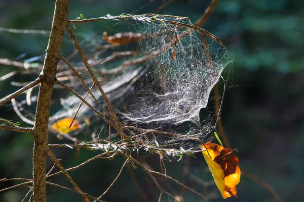 Eine Nahaufnahme Eines Spinnennetzes Mit Herbsttrockenen Blättern Auf Einem Ast — Stockfoto