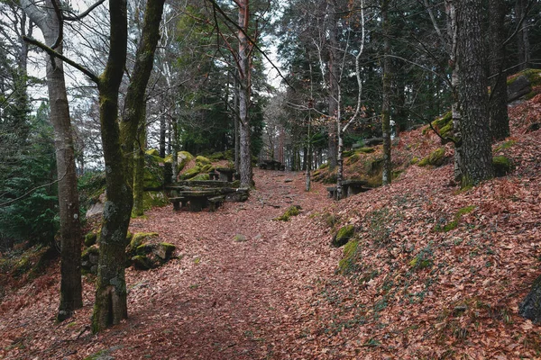 Une Belle Vue Forêt Feuillus Nord — Photo
