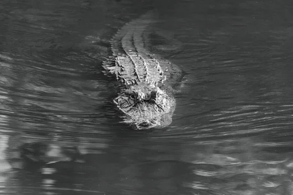 Eine Nahaufnahme Graustufen Eines Alligators Wasser — Stockfoto