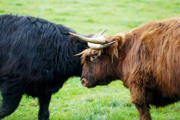 Une Orientation Sélective Des Combats Bétail Écossais Des Highlands Avec — Photo