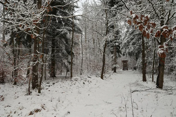 白天是一片雪地的冬季森林 — 图库照片