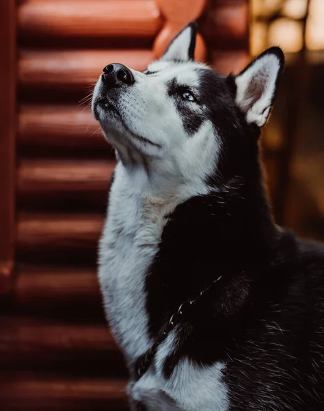 Vertikal Bild Ett Porträtt Inhemsk Alaska Malamute Med Suddig Bakgrund — Stockfoto