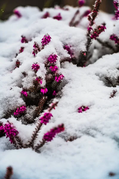 Eine Selektive Fokusaufnahme Schneebedeckter Blühender Rosafarbener Heidepflanzen Einem Wintertag — Stockfoto