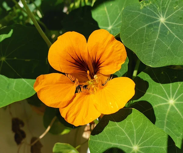 Крупним Планом Симпатичний Nasturtium Під Сонячним Світлом — стокове фото