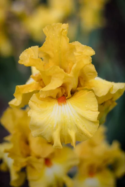 黄色のアイリスの花の垂直選択的フォーカスの閉鎖 — ストック写真