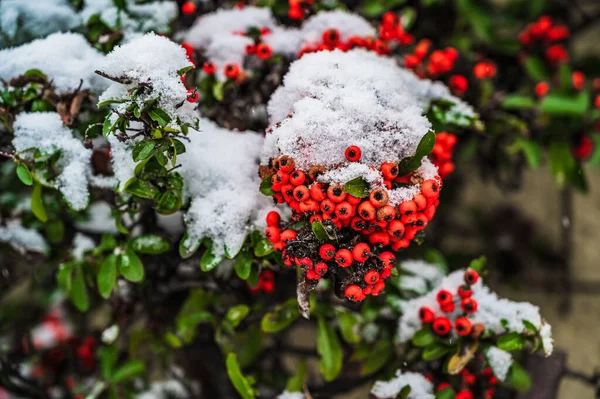 Gros Plan Plantes Rowan Couvertes Neige Fleurs Jour Hiver — Photo