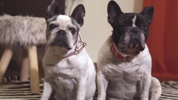 Мила Пара Французьких Бульдог Собак Сидять Затишній Кімнаті Дивлячись Навколо — стокове відео