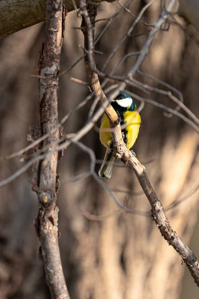 Vertical Closeup Shot Great Tit Bird Perched Bare Tree Branch — Stock fotografie