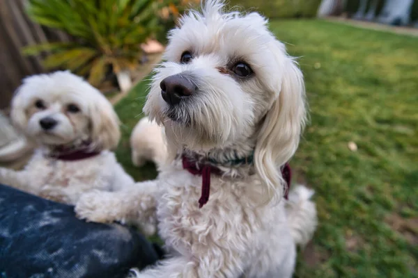 Closeup Two Adorable White Miniature Poodles Playing Garden Sunlight — Stock Photo, Image