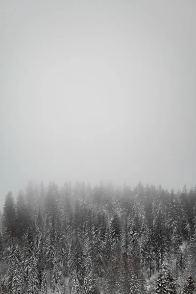 Tiro Vertical Feldberg Floresta Negra Coberto Com Neve Nevoeiro Alemanha — Fotografia de Stock
