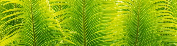 Plano Panorámico Hojas Tropicales Verdes Perfecto Para Fondo — Foto de Stock