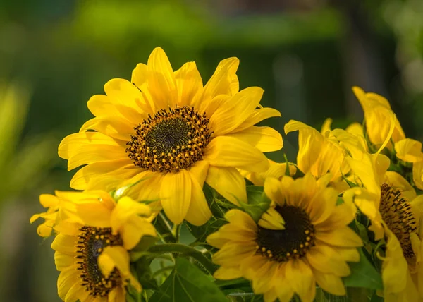 Bouquet Tournesols Lumineux Dans Fond Flou — Photo