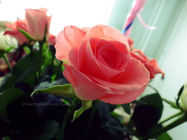 2012 Raanana Israel Dec Pretty Pink Rose Bouquet — 스톡 사진