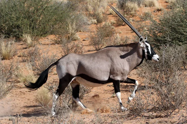 在南非的Kgalagadi变形金刚公园 我们在沙丘后面的早上开车时 正在接近Oryx — 图库照片