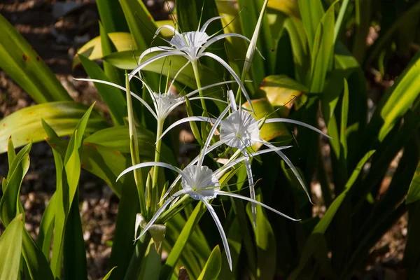 Flower Hymenocallis Visto Krabi Tailândia — Fotografia de Stock