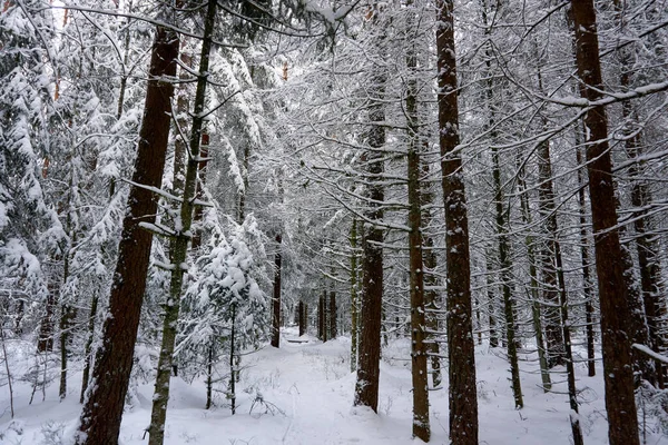 Árvores Altas Com Galhos Cobertos Neve Uma Grande Floresta Perfeito — Fotografia de Stock