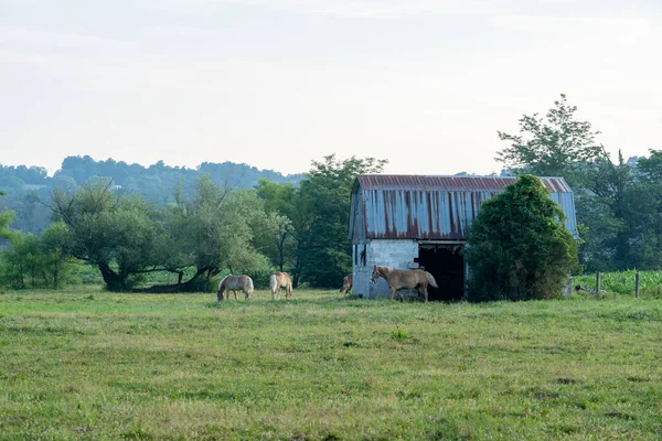 Une Petite Grange Quelques Chevaux Sur Pâturage Campagne — Photo