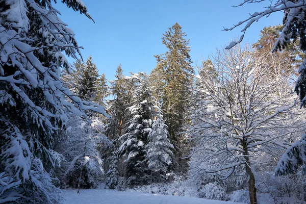 Ein Baum Einem Wald Voller Schnee Unter Blauem Himmel — Stockfoto
