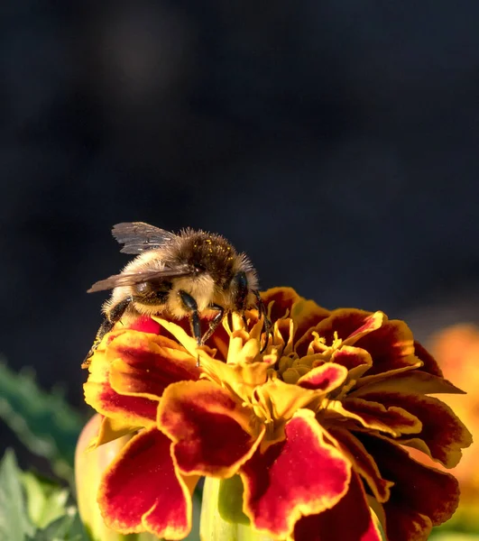 大黄蜂在红色和黄色康乃馨花上垂直拍摄的选择性焦点照片 — 图库照片