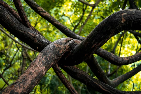Μια Παλιά Ζούγκλα Στριμμένα Αμπέλι Δέντρο Στη Δυτική Ghats Maharashtra — Φωτογραφία Αρχείου