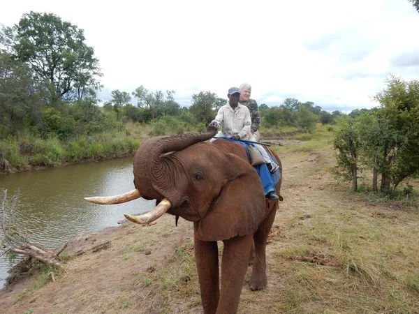 Бангкок Таиланд Мая 2019 Года Езда Слоне Святилище Слонов Таиланде — стоковое фото