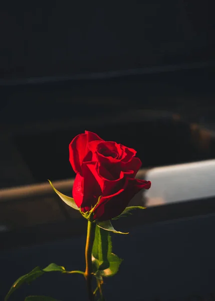 Uma Bela Rosa Vermelha Fundo Escuro Valentine Con — Fotografia de Stock