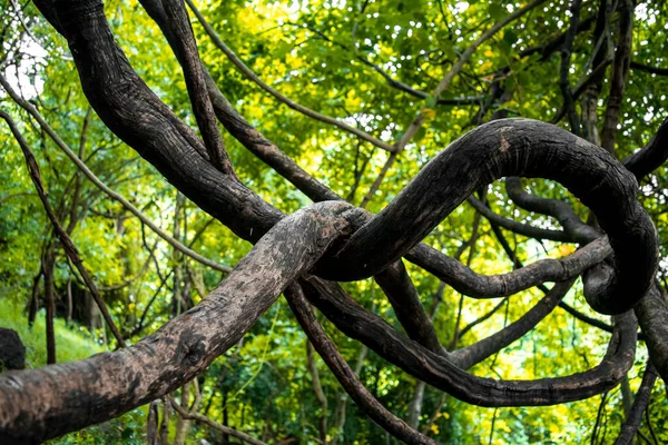 Uma Velha Videira Selva Gates Ocidentais Maharashtra Índia — Fotografia de Stock