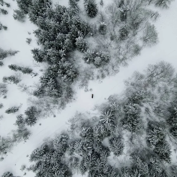 Defaultein Blick Von Oben Auf Einen Verschneiten Winterwald — Stockfoto