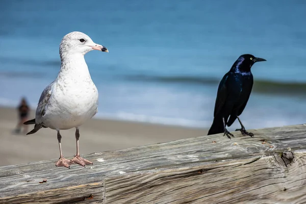 Primer Plano Selectivo Gaviota Blanca Negra Encaramada Tronco Madera — Foto de Stock