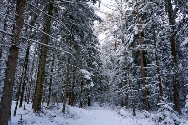 Hermoso Bosque Nevado Con Árboles Grandes Perfecto Para Fondo — Foto de Stock