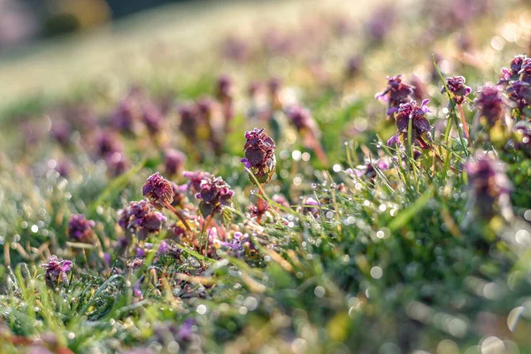 Gros Plan Fleurs Gelées — Photo