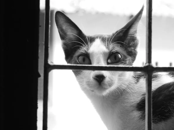 Greyscale Closeup Confused Cat Sitting — Stock Photo, Image