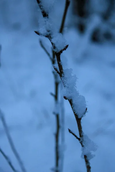 Vertikal Bild Snöiga Grenar — Stockfoto