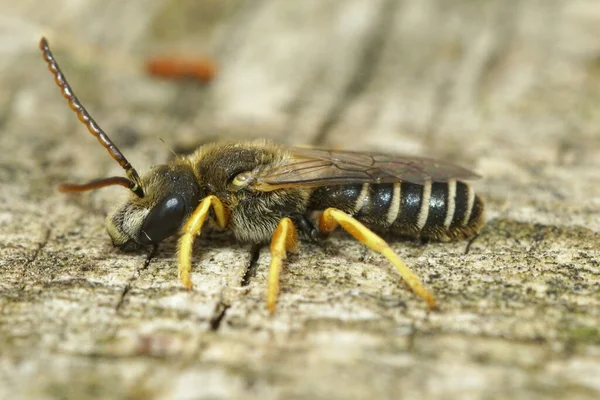 Großaufnahme Einer Männlichen Großen Gebänderten Furchenbiene Halictus Scabiosae Die Auf — Stockfoto