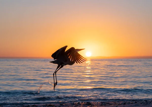 夕日の海を背景にした鶴のシルエット — ストック写真