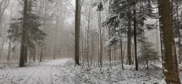 一张雪地森林的广角镜头 — 图库照片