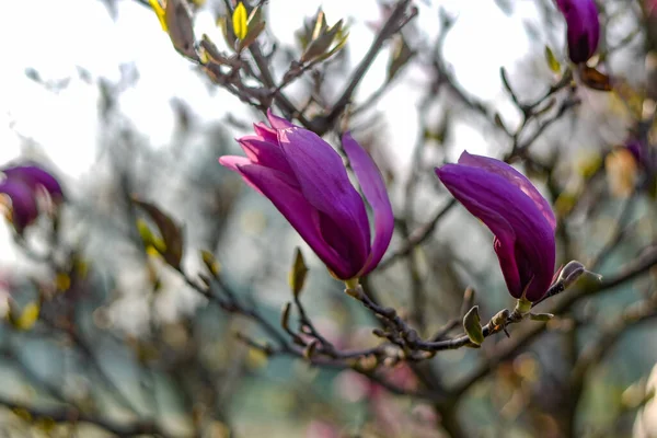 木の枝にピンク色の春のマグノリアの花のクローズアップショット — ストック写真