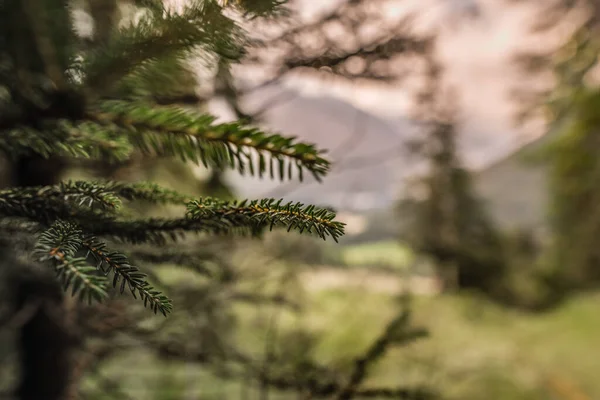 Detailní Záběr Tropických Subtropických Jehličnatých Lesů — Stock fotografie