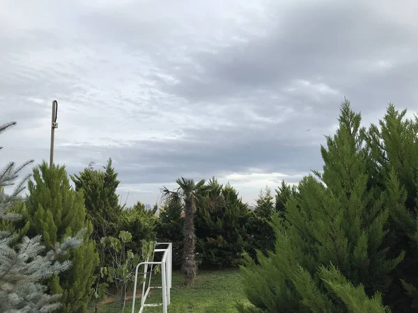 Closeup Shot Pines Garden Cloudy Day — Stock Photo, Image