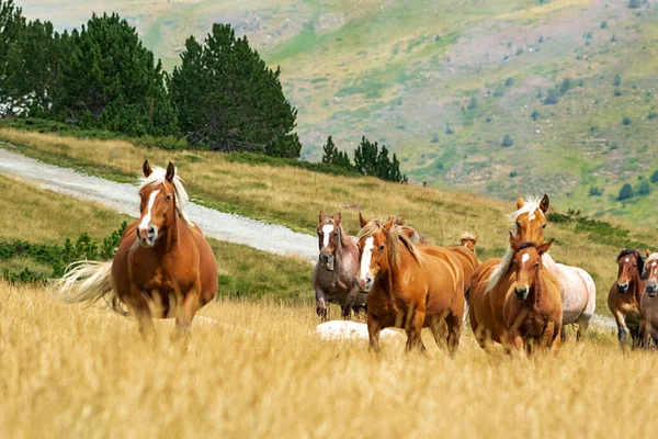 Focus Sélectif Troupeau Chevaux Juments Poulains Sauvages Dans Les Pyrénées — Photo