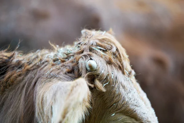 背景がぼやけている子牛の頭の上のホーン芽の閉鎖 — ストック写真