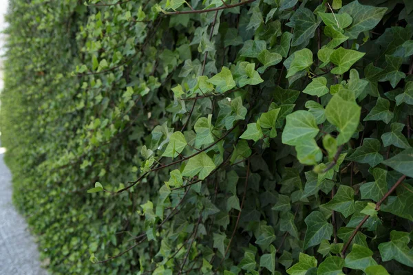 Duvarda Uzun Dalları Yeşil Yaprakları Olan Bir Bitkinin Yakın Plan — Stok fotoğraf