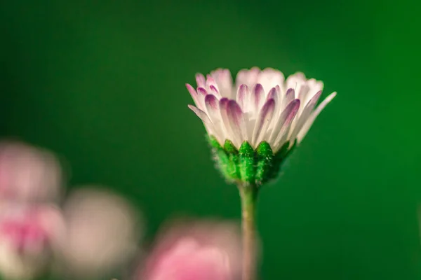 Gün Içinde Çekilen Küçük Beyaz Pembe Çiçeklerin Seçici Odak Noktası — Stok fotoğraf