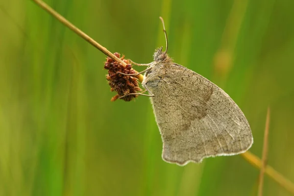 Großaufnahme Einer Wiese Braun Maniola Jurtina Hängt Gras Mit Geschlossenen — Stockfoto