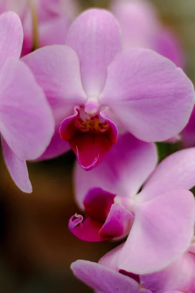 Vertical Selective Focus Closeup Moth Orchids Garden — Stock Fotó